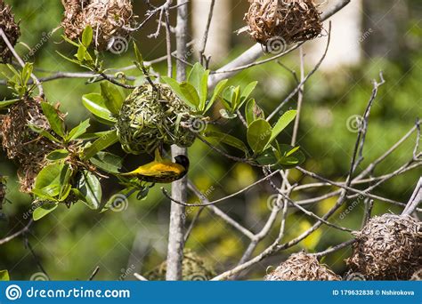 Warbler Bird On The Nest Stock Photo Image Of Avian 179632838