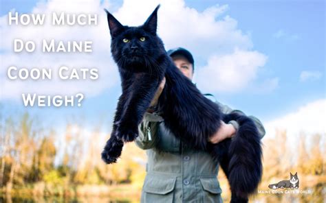 Maine Coon Cat Weight Guide Average Weight Range For Males And Females