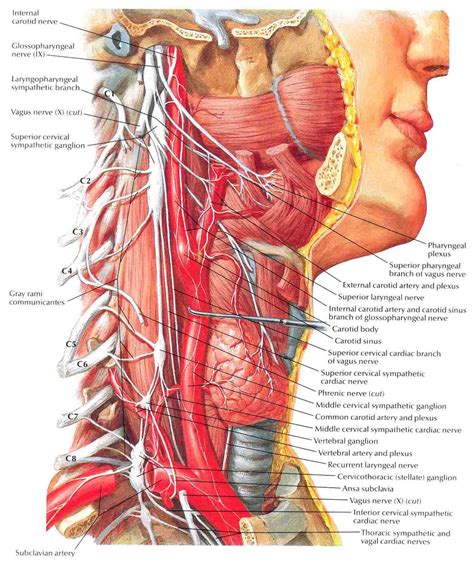 Contents of the carotid triangle: ANATOMY, BREATHING, HEALTH, MUSCLES, ORGAN SYSTEMS ...