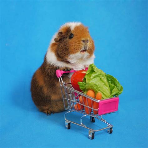 Guinea Pig Dresses Up In The Cutest Costumes Photos Sheknows