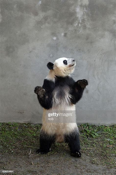 Giant Panda Mei Huan Stands At Chengdu Research Base Of Giant Panda