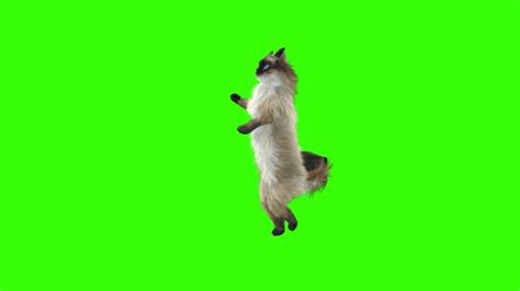 Funny Cat Dancing Green Screen No Copyright And Free Download Youtube