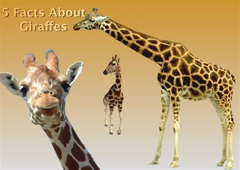 5 Facts About Giraffes For Kids Giraffe Facts Giraffe Animal Facts