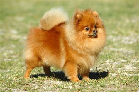 Pomeranian Dogs Breed Facts Information And Advice Pets4homes