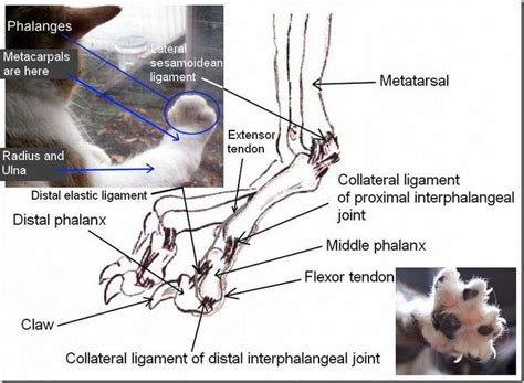 Cat Paw Diagram And Text Catsclaw Cat Paw Anatomy Cat Paws Cat Paw