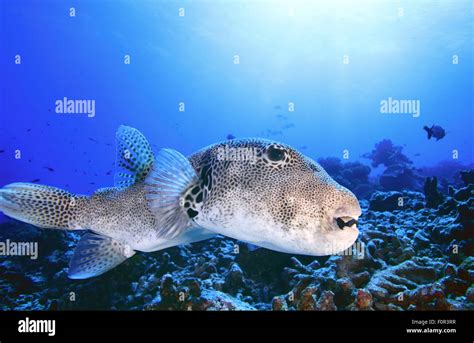 Puffer Fish Hi Res Stock Photography And Images Alamy