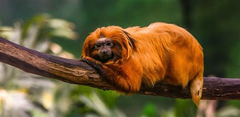 12 Gorgeous Orange Animals With Pictures