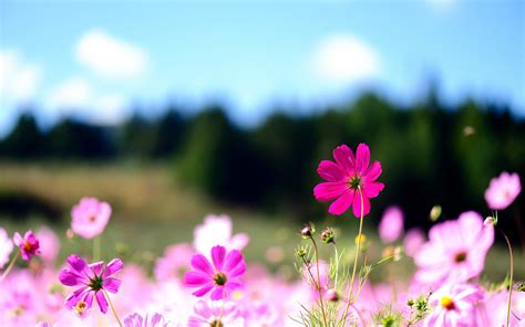 Download and use 90,000+ flower wallpaper stock photos for free. Desktop Wallpapers Flowers (73+ background pictures)