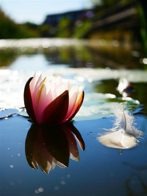 White And Pink Lotus Flower On Water Photo Free Plant Image On Unsplash