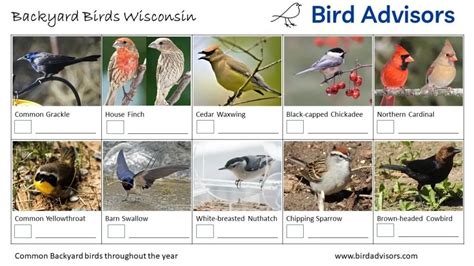 Top 33 Backyard Birds In Wisconsin Free Id Chart