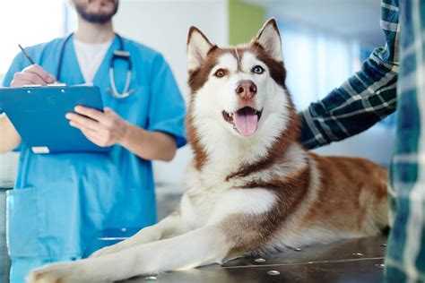 Der begriff kommt aus dem griechischen und bedeutet „gutes sterben. der hund meiner freundin kam als welpe in die großfamilie und brachte leben und sehr viel freude mit. Juckreiz beim Hund: Mögliche Ursachen & Behandlung