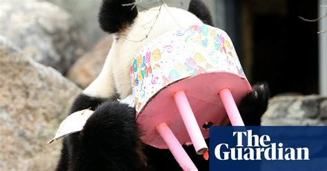 Pandas Could Be Sent Back To China After Fu Ni Fails To Get Pregnant