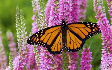 Download Flower Monarch Butterfly Animal Butterfly Hd Wallpaper