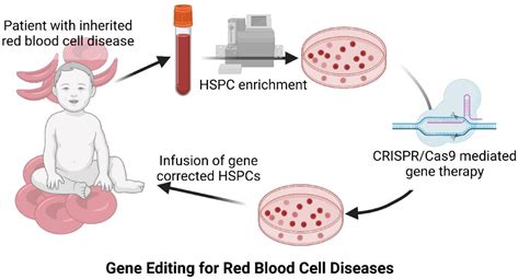 Frontiers Gene Editing For Inherited Red Blood Cell Diseases