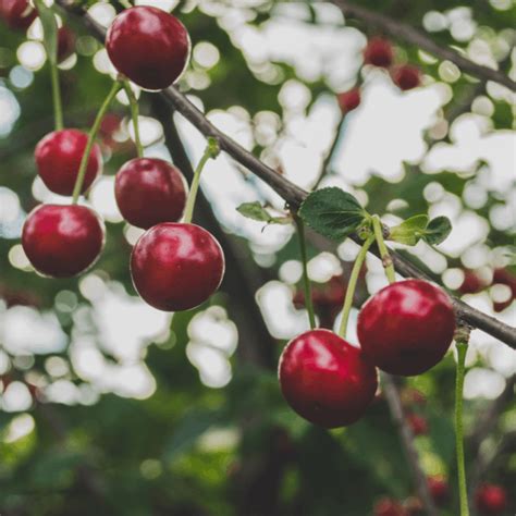 7 Perfect Patio Fruit Trees For Small Spaces Home Garden And Homestead