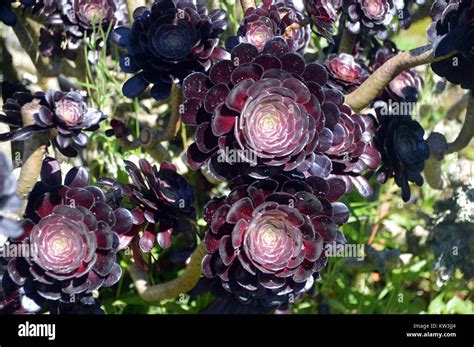 Purple Aeonium Arboreum Atropurpureum Grown In The Abbey Gardens
