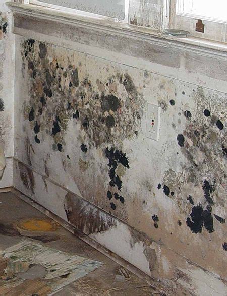 Maybe you would like to learn more about one of these? Mold Removal Guidelines for Your Flooded Home | Mold remover, Mold remediation, Molding
