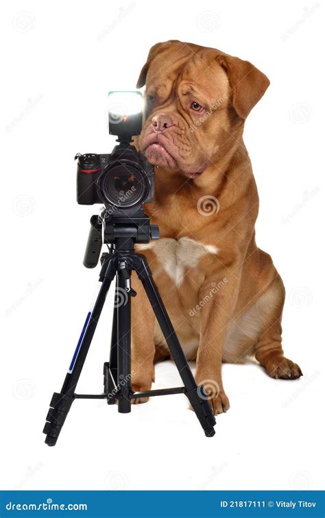 Photographer Dog With Camera Stock Image Image 21817111