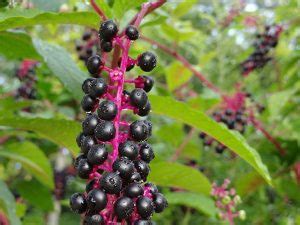 Remove small, new shoots by hand. How To Get Rid Of Pokeweed In 5 Simple Steps - Coca Crop