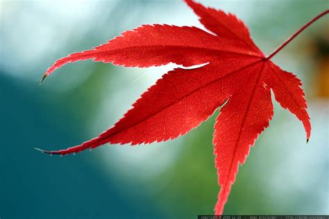 Photo Japanese Maple Leaf Turned Red Mg 5590 By Seandreilinger