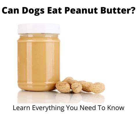 Can Dogs Eat Peanut Butter Food Safety Guide 2022 Edition