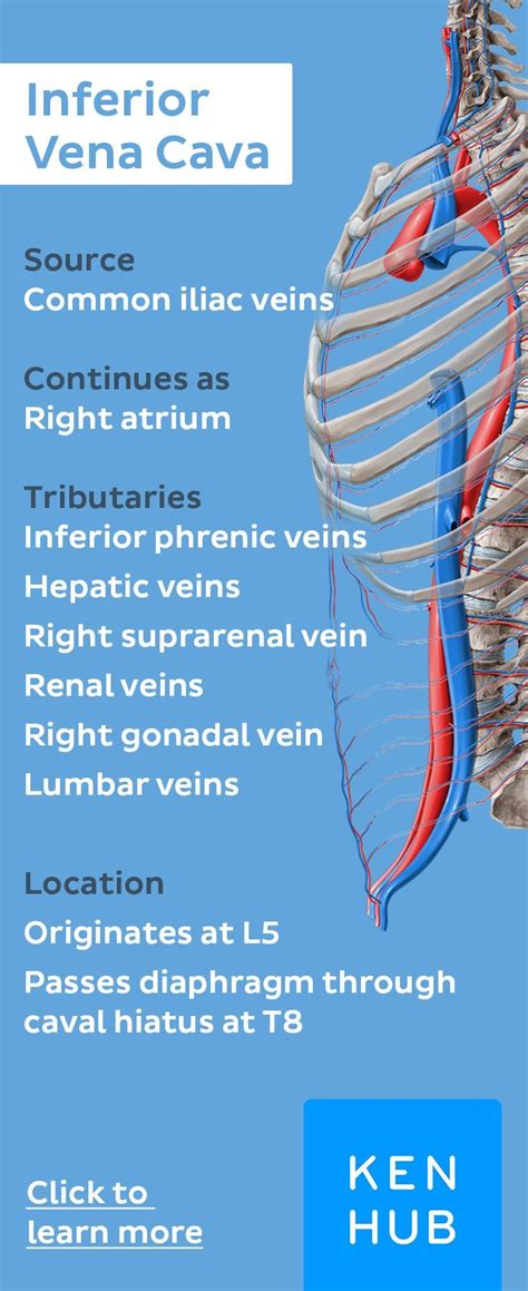 Pin Our Veinfacts About The Inferior Vena Cava And Share Them With