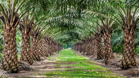 Present study reported that red palm weevil had caused severe damaged of coconut palm in south east malaysia particularly in kelantan and terengganu 7. Researchers solve mystery of the mutated oil palms ...