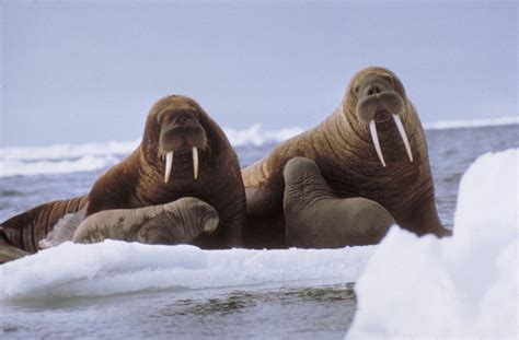 Walrus And Calves Alaska Photograph By Carleton Ray