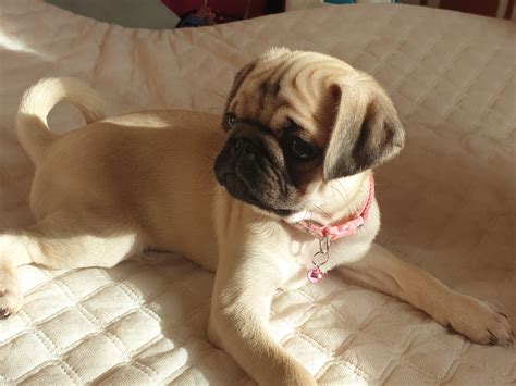 Kc Reg Female Fawn Pug For Sale Now! - PetDeals.co.uk