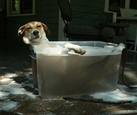 25 Cute Animals Taking Baths 25 Pics Amazing Creatures