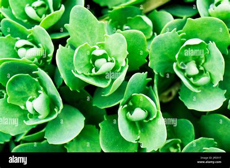 Grass Leaf Spurge Hi Res Stock Photography And Images Alamy