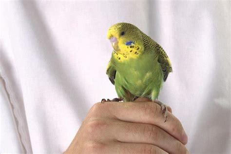 5 Tricks To Teach Your Pet Bird Pet Bird Cage Pet Birds Parakeet