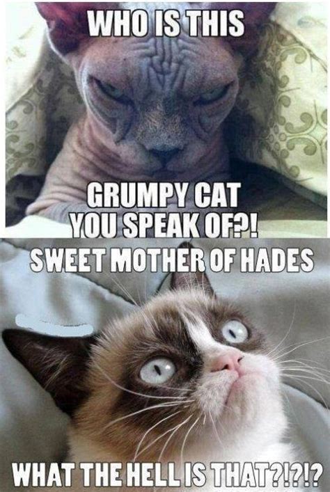 Evil Cat Vs Grumpy Cat Meme Funny Grumpy Cat Memes Grumpy Cat Meme
