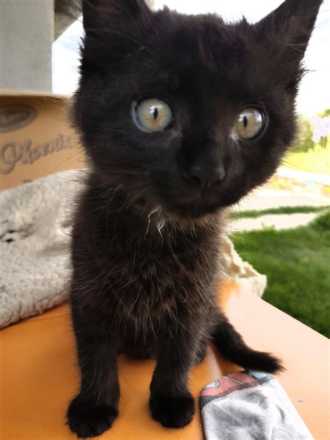 Cute Black Kitten 😍 Rfunnycats