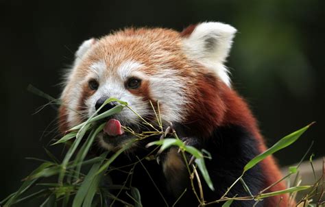 Wallpaper Leaves Nature Blur Red Panda Animals Nature Bokeh Cute