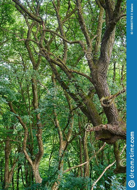 Twisted Oak Trees Stock Image Image Of Tree Grass 188007743