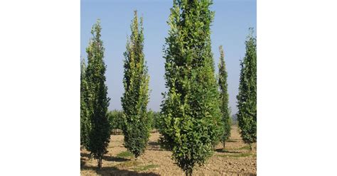 Tölgy Kocsányos Oszlopos Quercus Robur Fastigiata Koster 200250 Cm