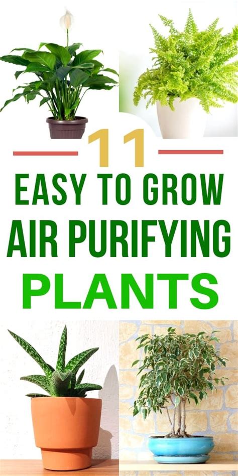 Did You Know That Plants Can Clean Your Air Its True There Are