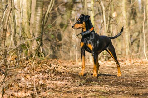 Pinscher Alemán Historia Cuidados Y Carácter Zooplus