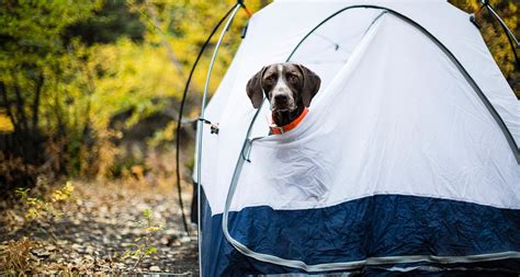 How To Take A Dog Tent Camping