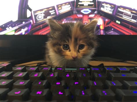 The Next Great Gamer Kitten Catsonkeyboards