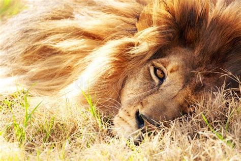 Africain Lion Closeup Lying Dans Lherbe Image Stock Image Du Faune