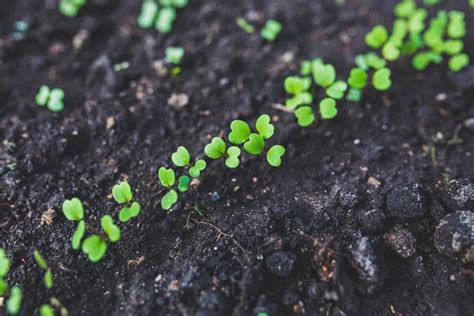 Factors Affect Seed Germination Germination Stages Process Types