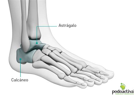 Anatomia Humana Huesos Del Pie Sexiz Pix