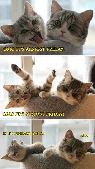 Almost Friday Cute Animals Animals Cute Cats
