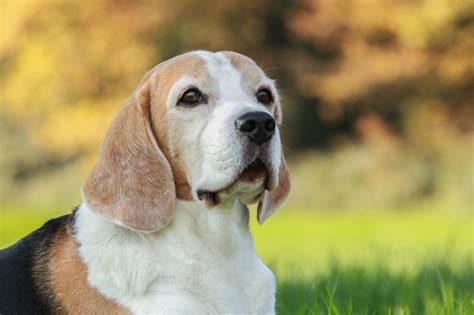 Beagle Dog Breeds Complete Profile History And Care