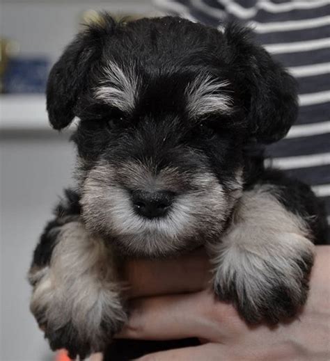 Top 145 Best Miniature Schnauzer Dog Names Petpress