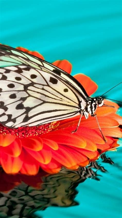 Butterfly Backgrounds For Android 2021 Android Wallpapers