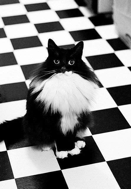 Pin By Jessica On Shades Of Black And White In 2020 Cats Crazy