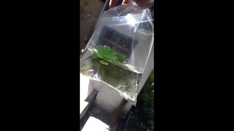 Females Male Guppies Youtube